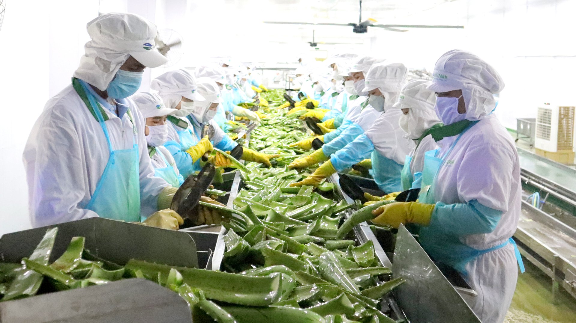 Các nhà máy của GC Food hiện đang áp dụng các tiêu chuẩn sản xuất nghiêm ngặt, bao gồm FSSC 22000, ISO 22000, Halal, USDA… Ảnh: Nguyễn Thủy.