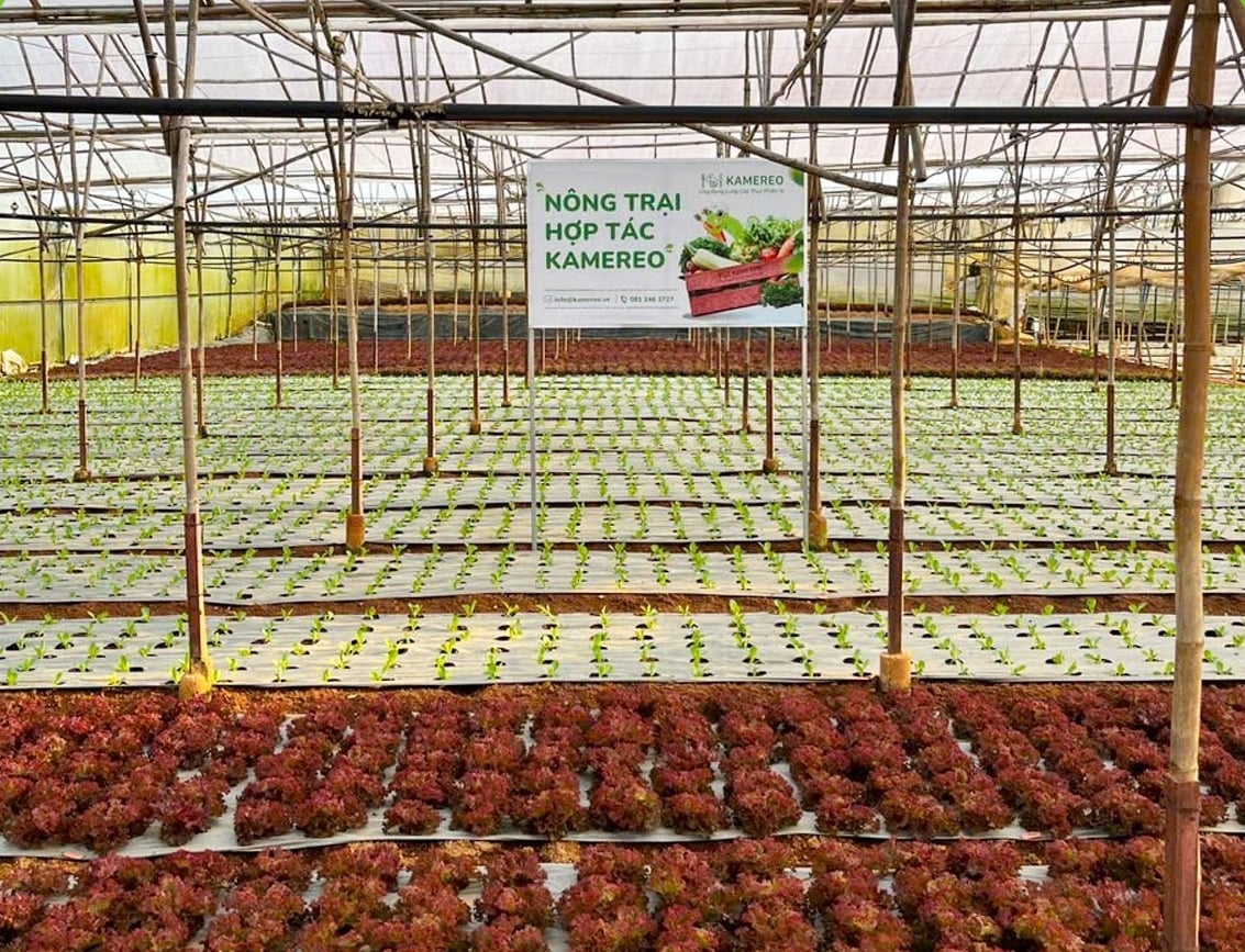 Nông trại hợp tác với sàn thương mại điện tử Kamereo để tiêu thụ sản phẩm đến tay khách hàng. Ảnh: Hồng Thắm.