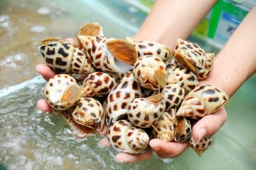 Trung Quốc chi tới 16 triệu USD mua ốc hương Việt Nam ảnh 2