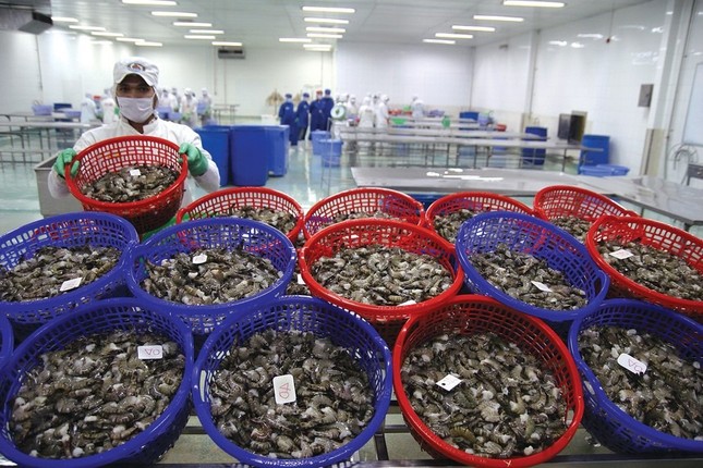 Trung Quốc chi tới 16 triệu USD mua ốc hương Việt Nam ảnh 1