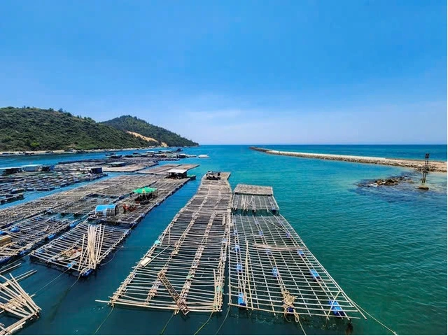 Cảng cá ở Bình Định bị bồi lấp, ô nhiễm - Ảnh 4.