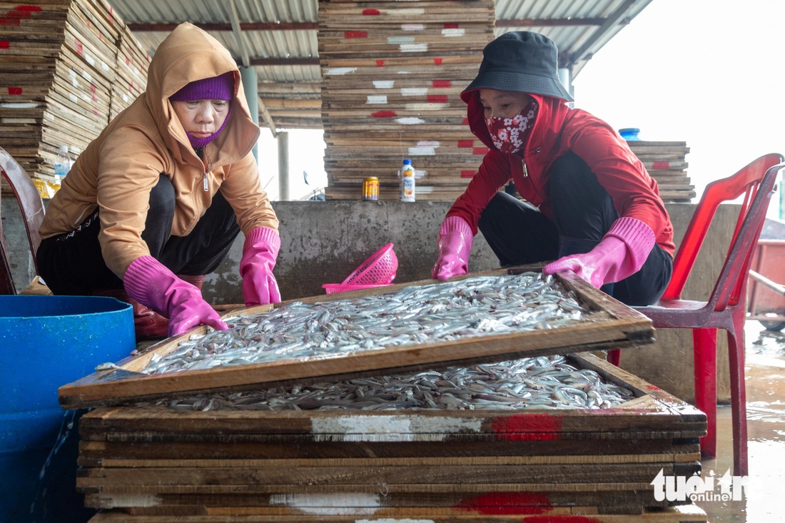 Nghề hấp cá vào vụ- Ảnh 4. Nhân công được trả lương theo tấn sản phẩm, tùy công đoạn mà thu nhập khác nhau