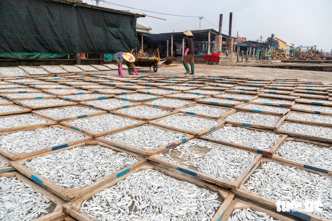 Nghề hấp cá vào vụ- Ảnh 6. Mỗi năm, huyện Gio Linh tạo ra gần 20.000 tấn sản phẩm cá hấp sấy