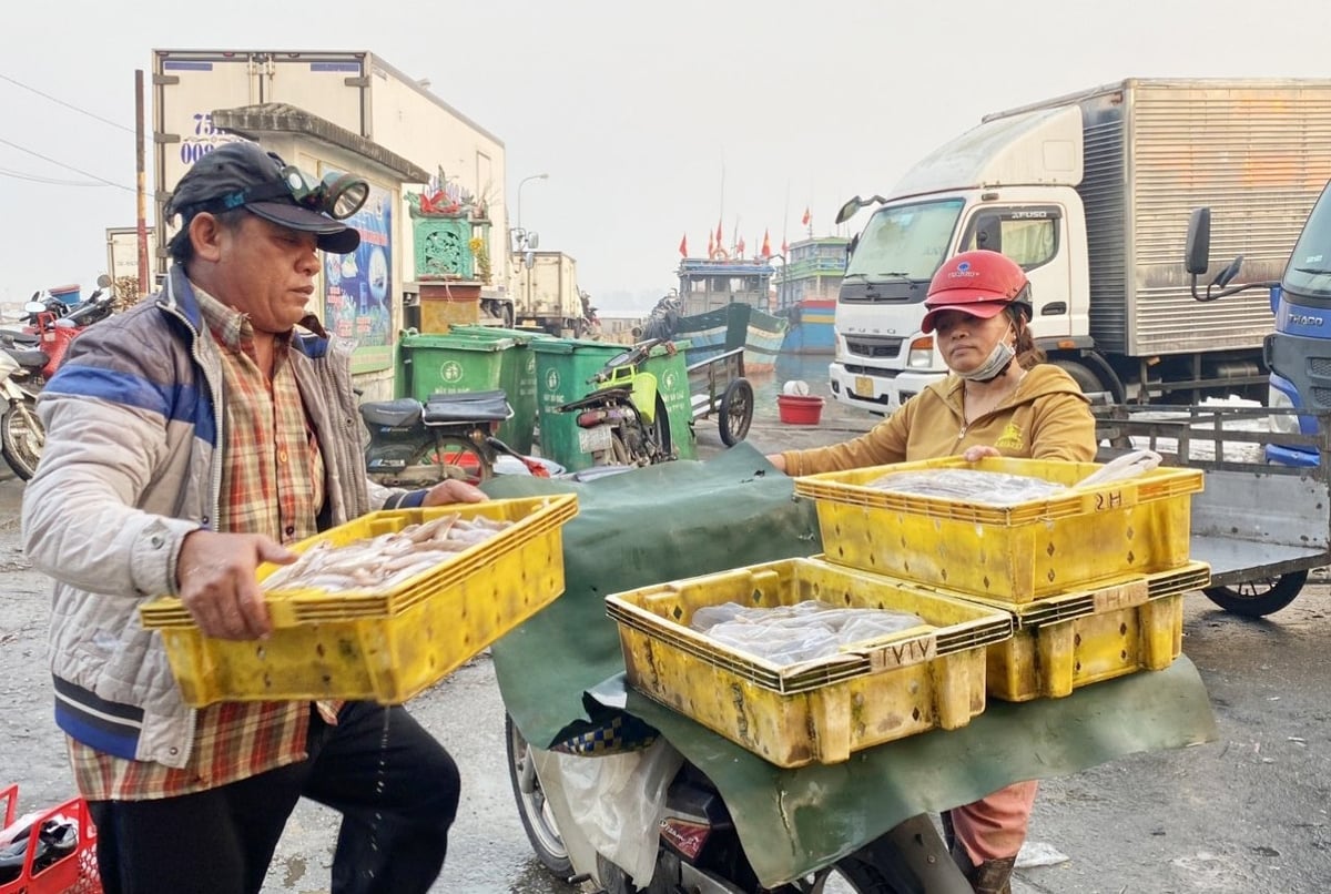 Ngư dân Huế tuân thủ các quy định về chống khai thác hải sản bất hợp pháp, không khai báo và không theo quy định (IUU). Ảnh: Văn Dinh.