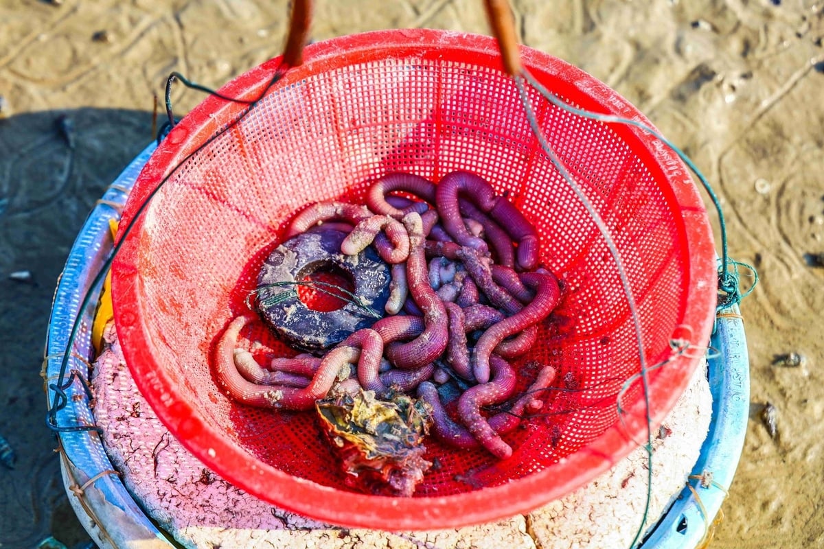 Thành quả sau một buổi lao động của người dân tại huyện đảo Quan Lạn. Ảnh: Tường Vy. Thành quả sau một buổi lao động của người dân tại huyện đảo Quan Lạn. Ảnh: Tường Vy.