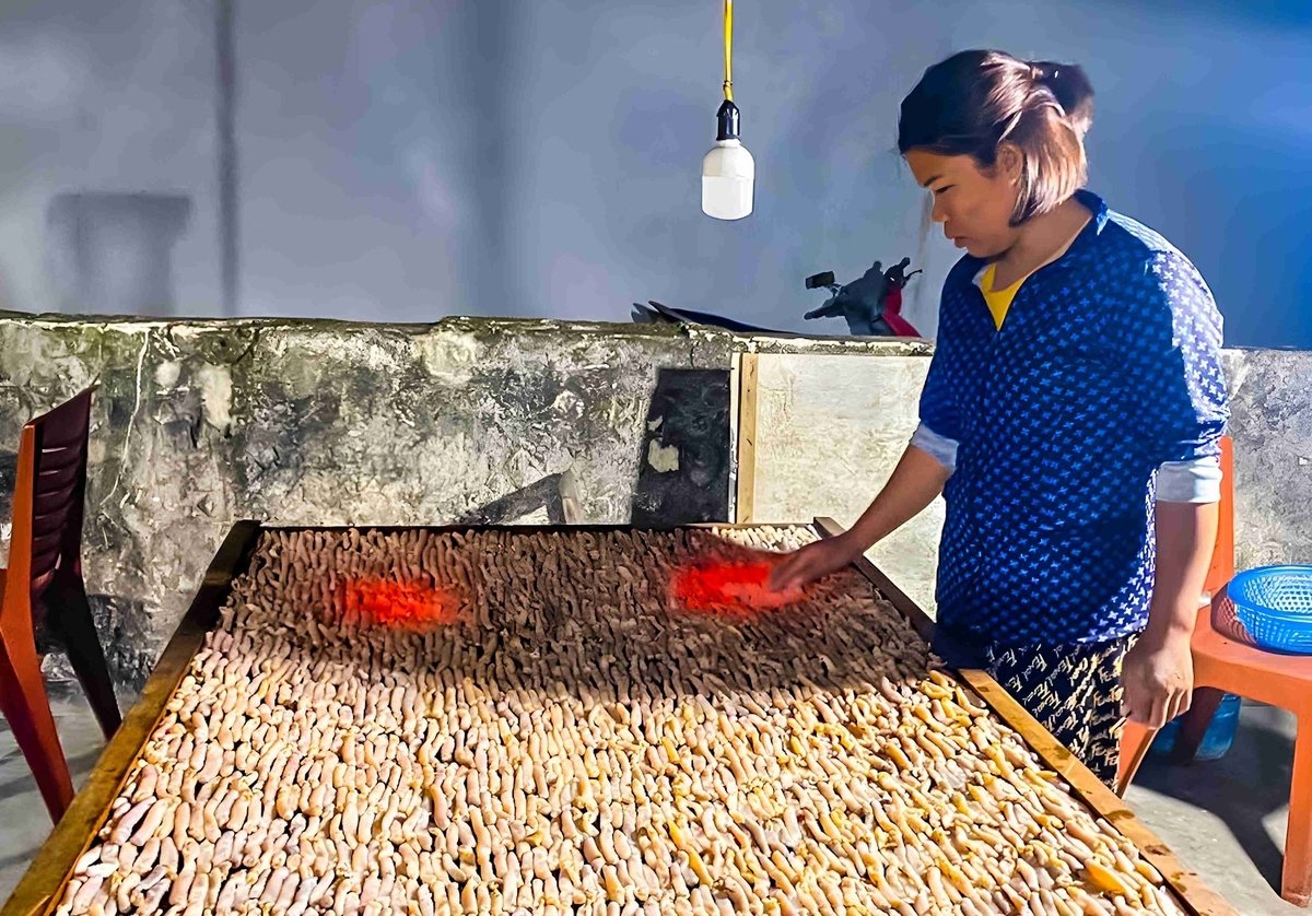 Sá sùng được mang đi sấy khô trên than hoa. Ảnh: Tường Vy. Sá sùng được mang đi sấy khô trên than hoa. Ảnh: Tường Vy.