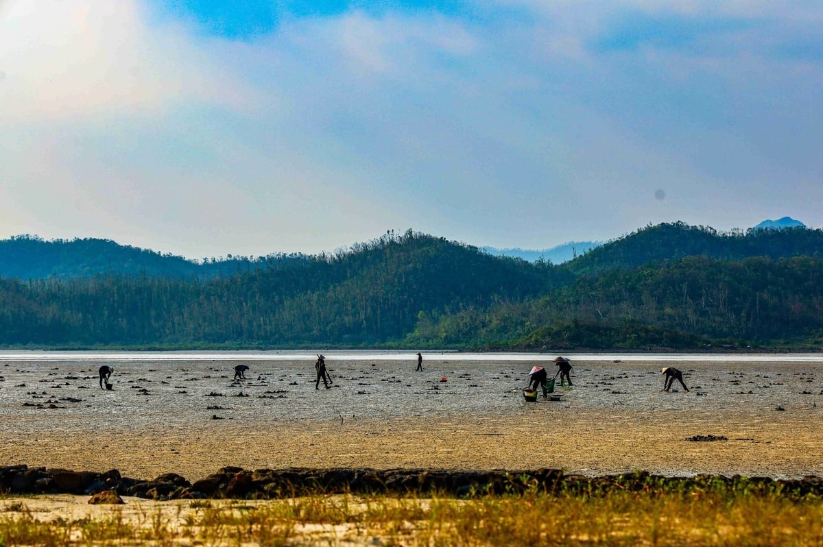 Một buổi đào sá sùng của người dân tại huyện đảo Quan Lạn. Ảnh: Tường Vy. Một buổi đào sá sùng của người dân tại huyện đảo Quan Lạn. Ảnh: Tường Vy.