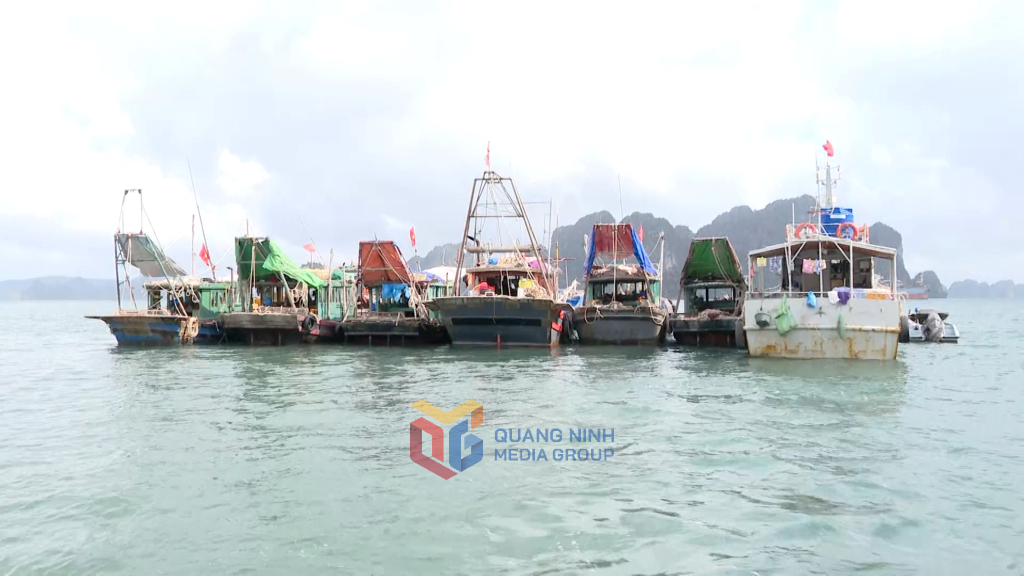 6 phương tiện tàu cá của TX Quảng Yên bị lực lượng chức năng tạm giữ, xử lý về hành vi tàng trữ, sử dụng ngư cụ cấm cào ngao tại khu vực Hòn Nét vào ngày 20/5/2025.