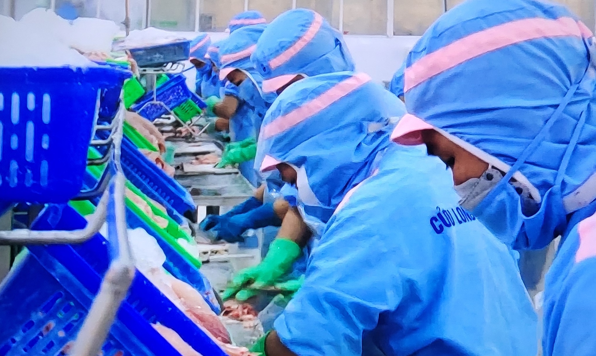 ngành cá tra cần một chiến lược tiếp cận lại người tiêu dùng ngành cá tra cần một chiến lược tiếp cận lại người tiêu dùng