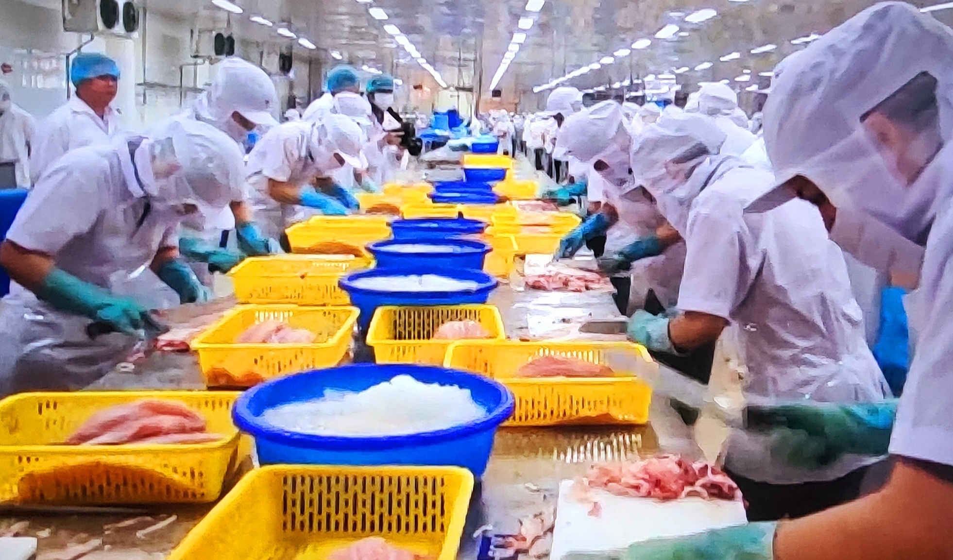 Cá tra: Mặt hàng xuất khẩu tỷ đô nhưng