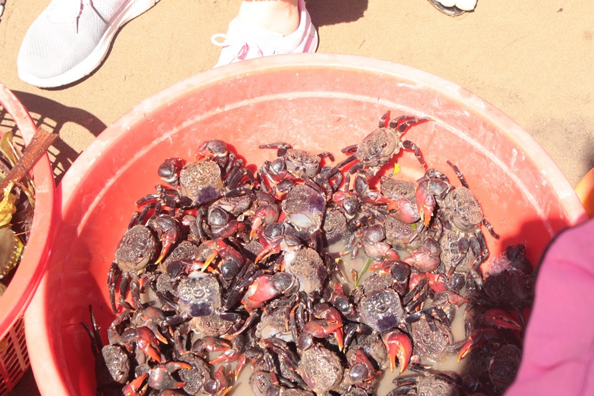 cho hai san doc dao ngay bai bien hoang so o ben tre hut khach du lich - 12