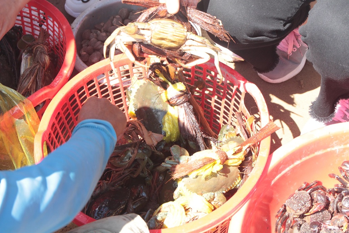 cho hai san doc dao ngay bai bien hoang so o ben tre hut khach du lich - 13