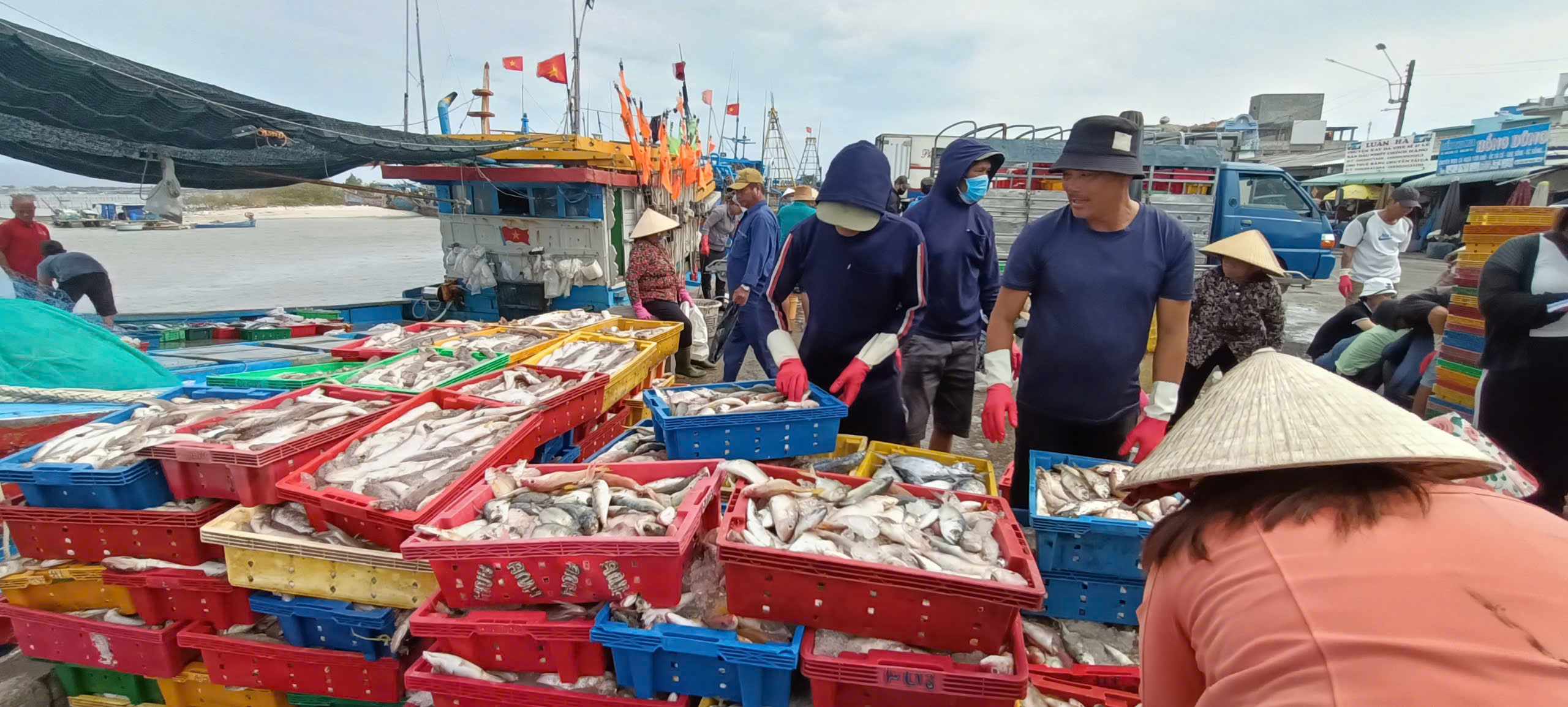 Hải sản cập bến cảng Tân Phước (huyện Long Đất) với nhiều loại cá heo làm thức ăn chăn nuôi có giá trị thấp.