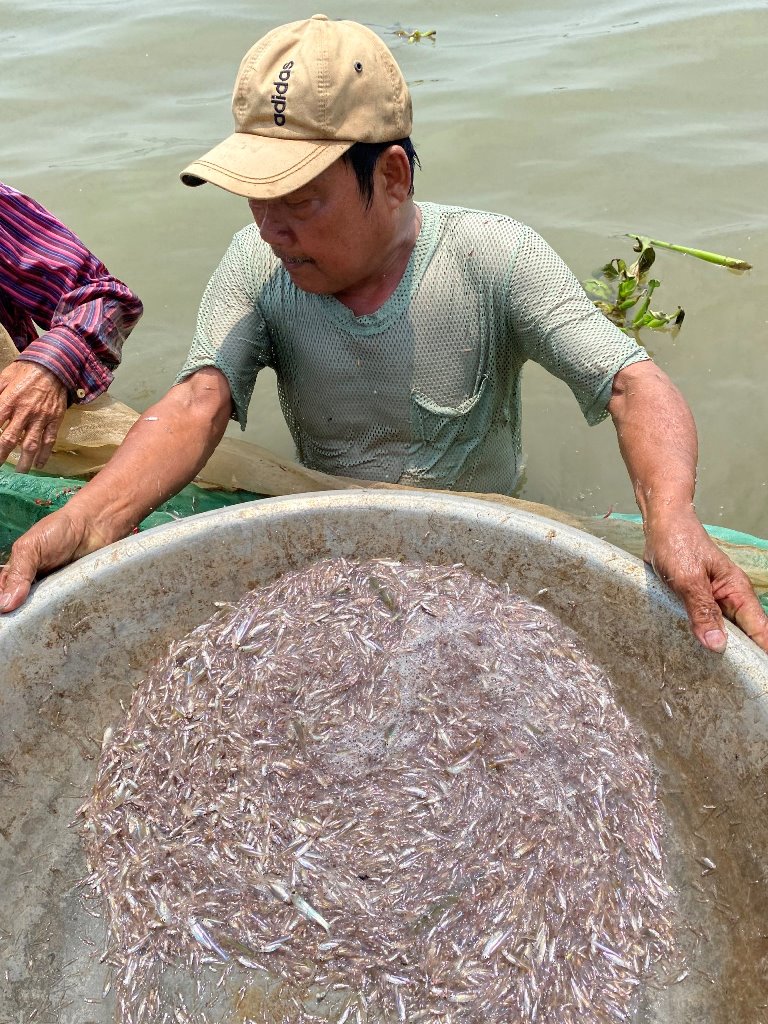 Giăng lưới cá cơm trên dòng sông Hậu