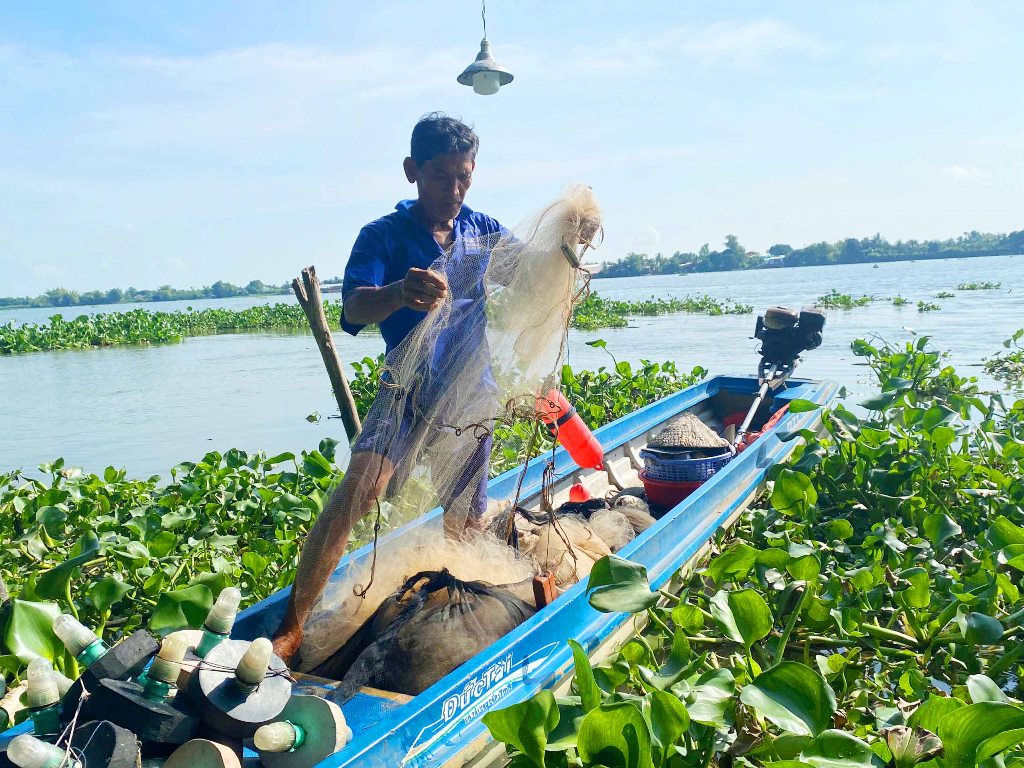 Giăng lưới cá cơm trên dòng sông Hậu