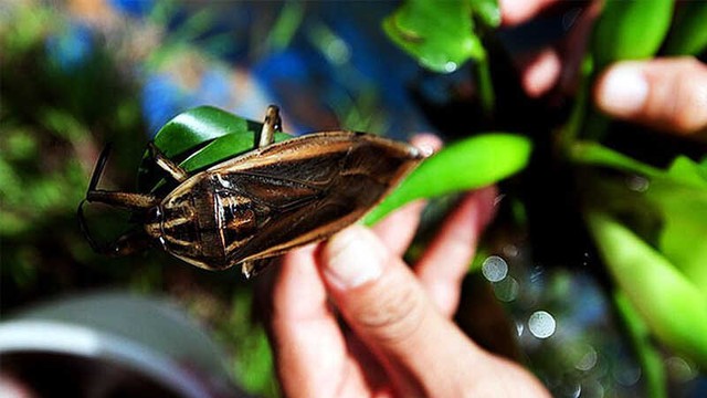 Khách Tây nhận xét: Việt Nam có 1 món vừa rẻ, vừa ngon, hầu như không tìm thấy ở nơi khác- Ảnh 5. Khách Tây nhận xét: Việt Nam có 1 món vừa rẻ, vừa ngon, hầu như không tìm thấy ở nơi khác- Ảnh 5.