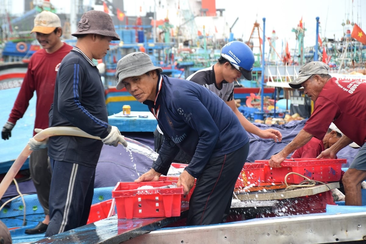 Chuyến biển này, tàu cá BĐ 99007 TS của ông Huỳnh Chánh Thi ở khu phố Ka Kông, phường Hoài Hương (thị xã Hoài Nhơn, Bình Định) đánh bắt được hơn 30 tấn cá ngừ sọc dưa. Ảnh: V.Đ.T.