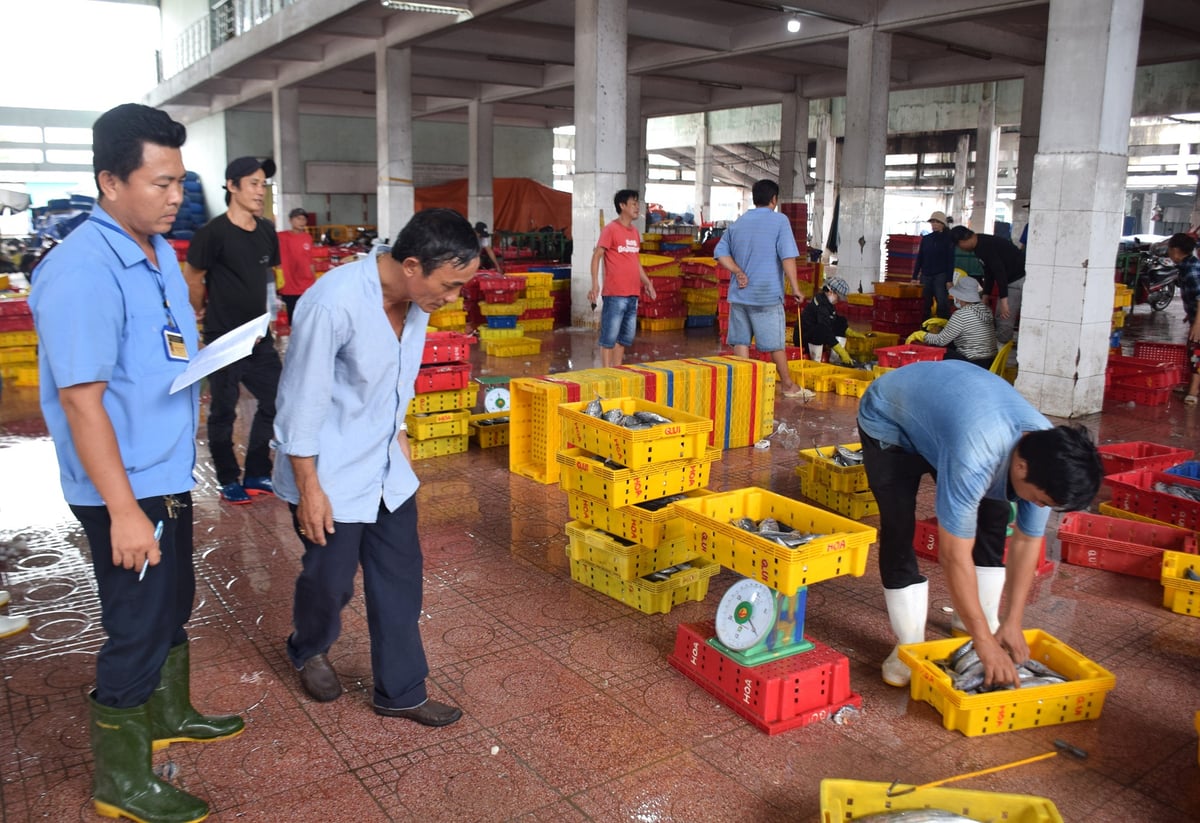 Ông Huỳnh Chánh Thi (đứng giữa) cùng anh Trần Đặng Phúc Vũ (bìa trái) theo dõi mã cân cá bán cho đầu nậu. Ảnh: V.Đ.T.