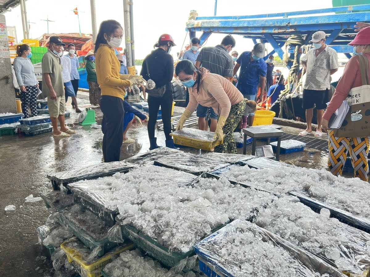 UBND các huyện, TP. Cà Mau (Cà Mau) có trách nhiệm chỉ đạo lực lượng chức năng thường xuyên kiểm tra tại địa phương, đặc biệt tại các chợ, điểm tập trung buôn bán cá. Ảnh: Trọng Linh. UBND các huyện, TP. Cà Mau (Cà Mau) có trách nhiệm chỉ đạo lực lượng chức năng thường xuyên kiểm tra tại địa phương, đặc biệt tại các chợ, điểm tập trung buôn bán cá. Ảnh: Trọng Linh.