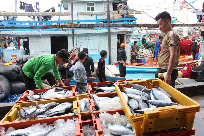 Quảng Ngãi phát động cao điểm xử lý vi phạm khai thác IUU- Ảnh 2.