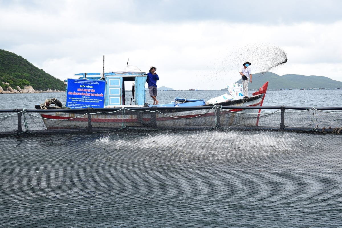 Tăng nuôi trồng, giảm khai thác là một trong những giải pháp giúp bảo tồn nguồn lợi thủy sản. Ảnh: Tùng Đinh.