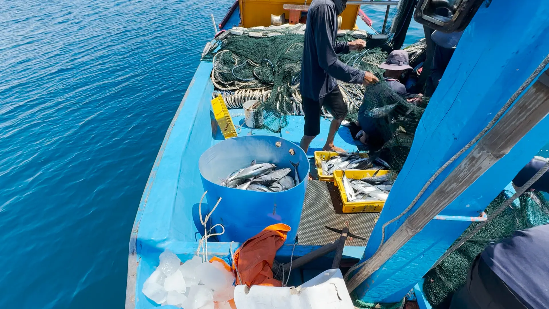 Mỗi tàu trung bình đánh bắt được từ 1 – 2 tạ cá, tương đương 5 – 10 triệu đồng mỗi ngày, tùy giá thị trường và sản lượng cá. Hiện giá cá ngừ dao động từ 40.000 - 50.000 đồng/kg. IMG_2406.MOV.00_00_01_07.Still001.jpg