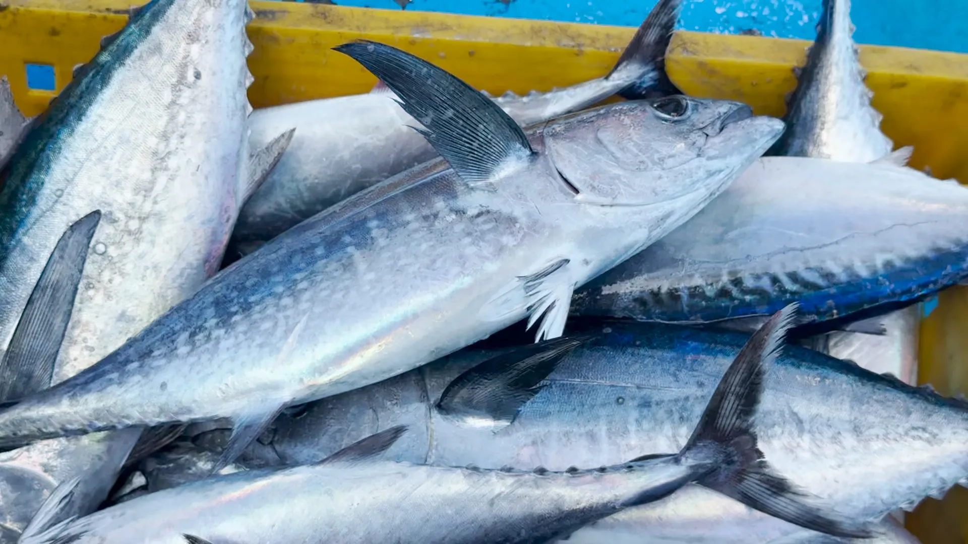 Những con cá ngừ tươi rói, óng ánh vừa được gỡ ra khỏi lưới. IMG_2349.MOV.00_00_00_00.Still001.jpg