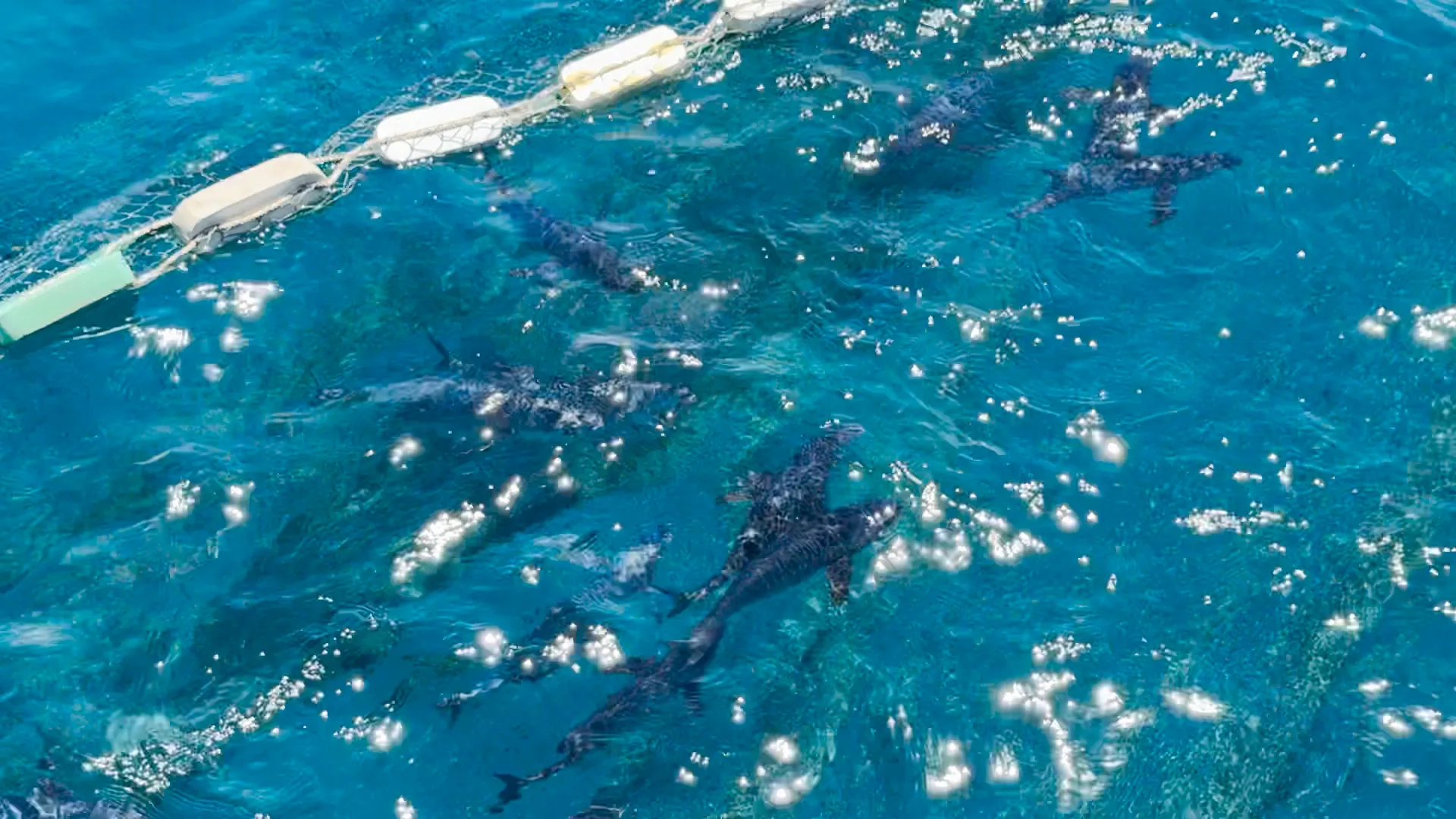 Có lúc, lưới chưa kịp rút hết, đàn cá hoảng loạn tìm đường thoát. Ngư dân phải dùng mọi cách để xua cá về phía trong, giữ chặt đội hình cá trong vòng vây. IMG_2400.MOV.00_00_04_25.Still001.jpg