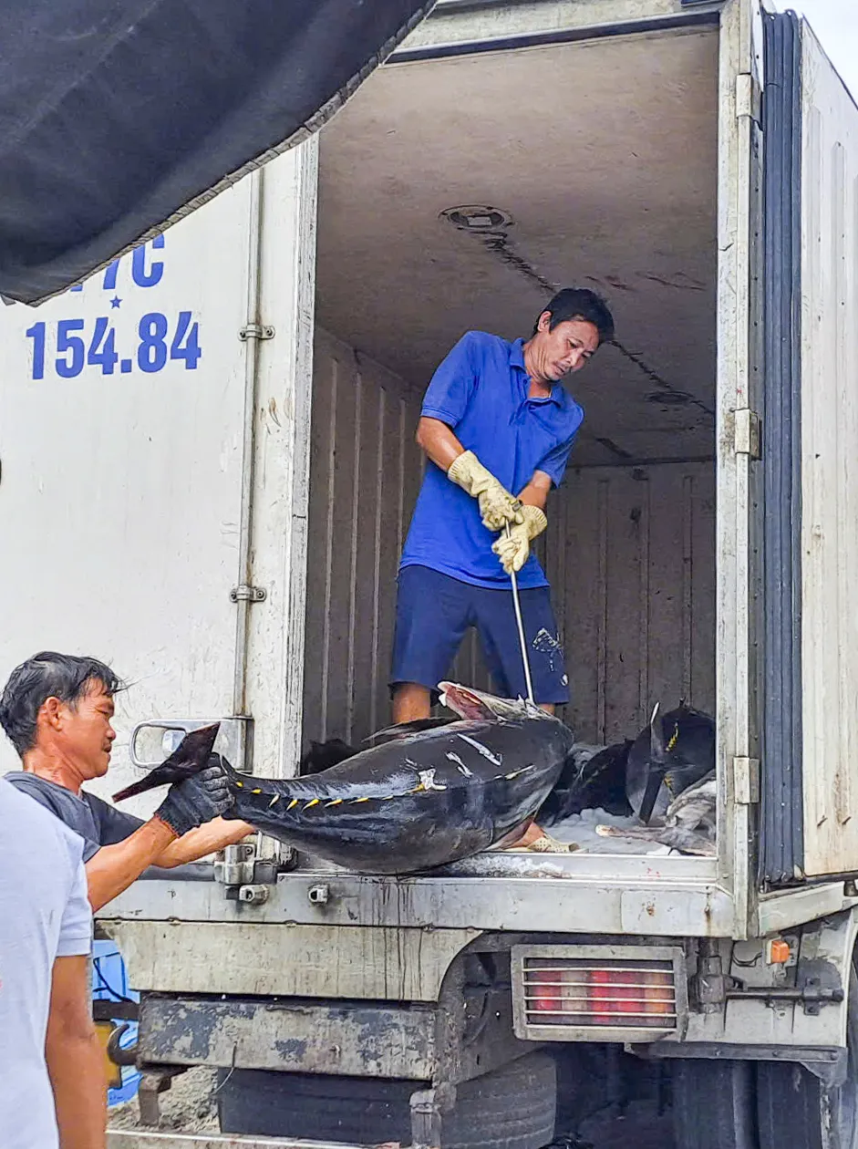 Xem ngư dân ‘khui hầm’ cá đánh bắt được từ Hoàng Sa, Trường Sa - 12