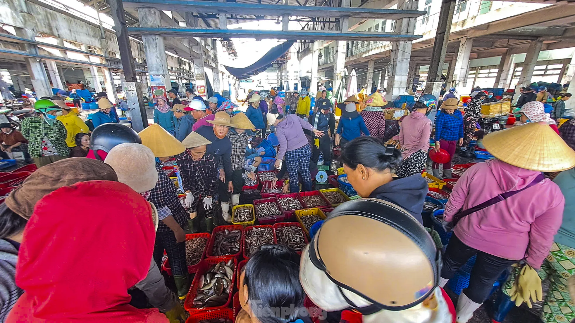 Xem ngư dân ‘khui hầm’ cá đánh bắt được từ Hoàng Sa, Trường Sa - 14
