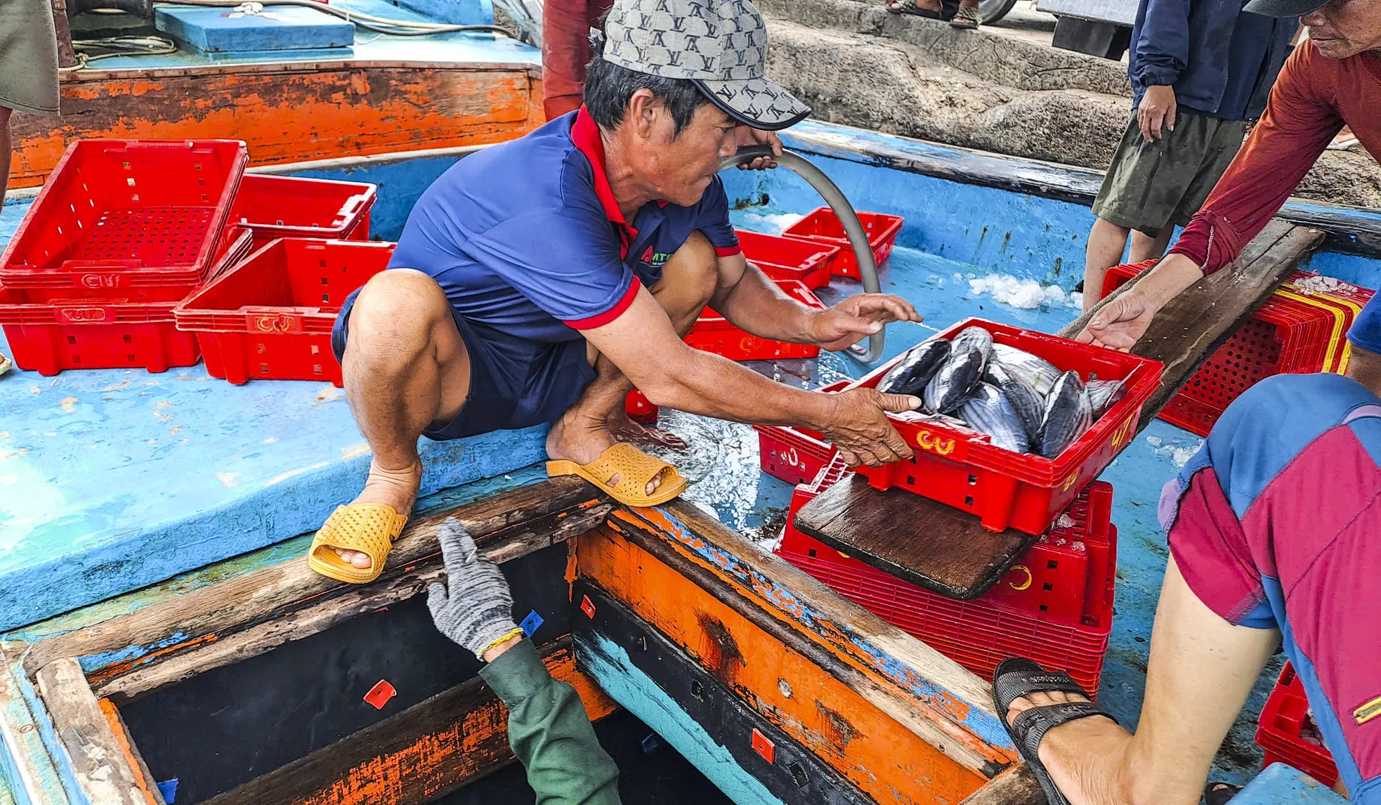 Xem ngư dân ‘khui hầm’ cá đánh bắt được từ Hoàng Sa, Trường Sa - 3