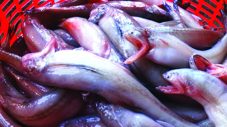 BẮT cá khoai ở biển cà mau - Ảnh 3. cá khoai - Ảnh 3.