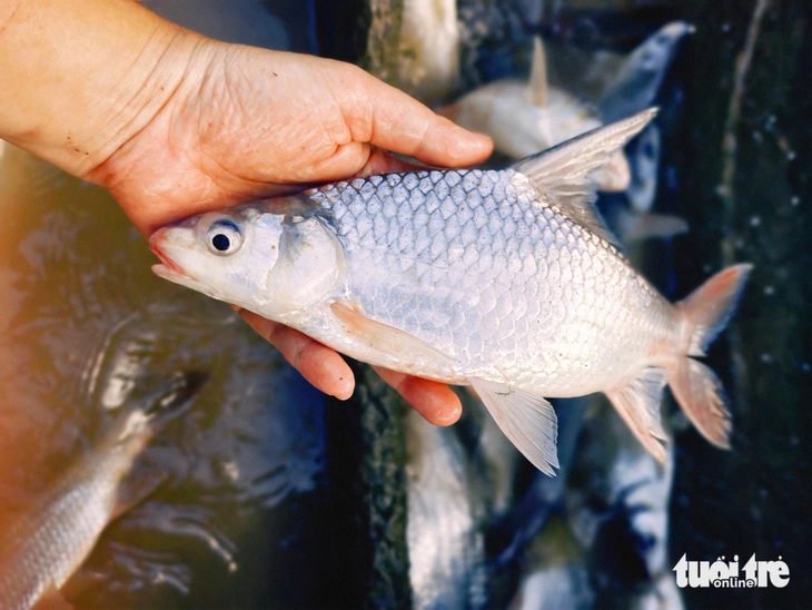Cần thủ vào mùa 'săn' cá cóc trên sông Hậu, tỉnh An Giang - Ảnh 7.
