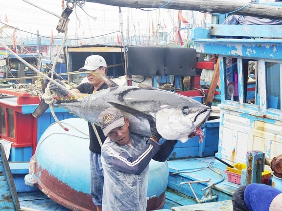 Chống khai thác IUU, Gia Lai buộc 650 tàu cá nằm bờ- Ảnh 2.