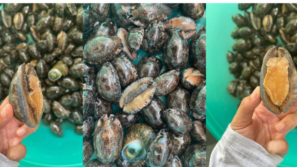 Đặc sản 'trời ban' ở biển Việt có tên thú vị, ăn giòn dai, thơm ngon giá lại hợp túi tiền Đặc sản 'trời ban' ở biển Việt có tên thú vị, ăn giòn dai, thơm ngon giá lại hợp túi tiền