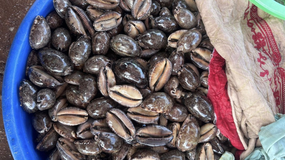 Đặc sản 'trời ban' ở biển Việt có tên thú vị, ăn giòn dai, thơm ngon giá lại hợp túi tiền Đặc sản 'trời ban' ở biển Việt có tên thú vị, ăn giòn dai, thơm ngon giá lại hợp túi tiền