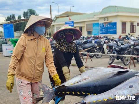 Giá cá ngừ đại dương giảm, ngư dân kéo dài thời gian khai thác- Ảnh 3. Giá cá ngừ đại dương giảm, ngư dân kéo dài thời gian khai thác - Ảnh 3.