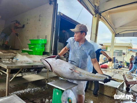 Giá cá ngừ đại dương giảm, ngư dân kéo dài thời gian khai thác- Ảnh 4. Giá cá ngừ đại dương giảm, ngư dân kéo dài thời gian khai thác - Ảnh 4.