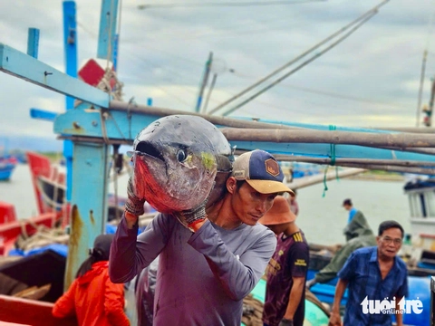 Giá cá ngừ đại dương giảm, ngư dân kéo dài thời gian khai thác- Ảnh 1. Giá cá ngừ đại dương giảm, ngư dân kéo dài thời gian khai thác- Ảnh 1.