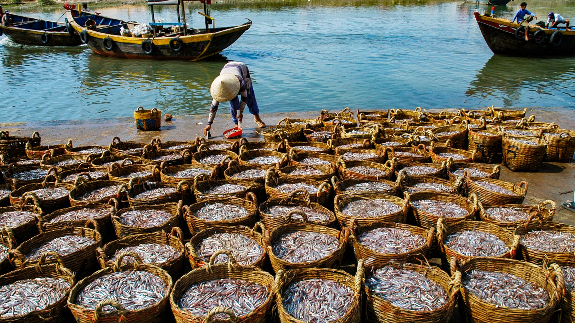 Vào vụ cá cơm (ảnh N. Lân) (1)