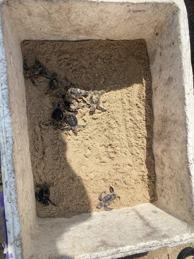 Rùa con sau khi lên khỏi ổ ấp. Ảnh: Linh Nguyễn