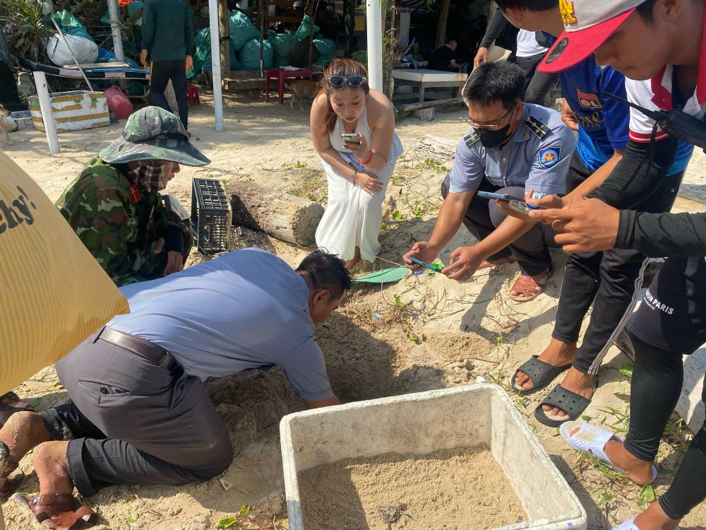 Lực lượng chức năng đưa rùa con từ ổ lên bờ. Ảnh: Nguyễn Linh