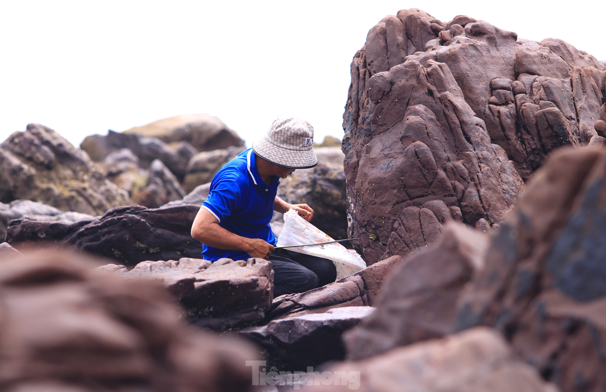 "Để tránh nắng, người dân chúng tôi sẽ ra biển sớm. Dụng cụ rất đơn giản chỉ là que sắt dài, nhọn để len lõi vào các kẽ đá ngầm rồi cạy hàu, ốc ra. Cần có bì tải hoặc xô nhựa để đựng. Mình đi thấy hàu thì cạy hàu, thấy ốc thì cạy ốc, thấy cá thì bắt cá . Phần lớn chúng tôi đi cạy ốc mồng gà (ốc móng quỷ, ốc móng rồng - PV). Nhiều hôm cũng được kha khá", anh Nguyễn Đình Tiến (SN 1976, trú xã Hải Lộc) nói. tp-1-6202.jpg