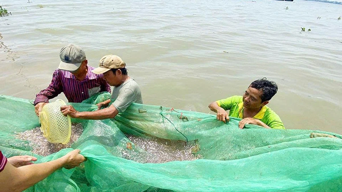 lao xao mua giu ca com song tren song tien, song hau hinh anh 2