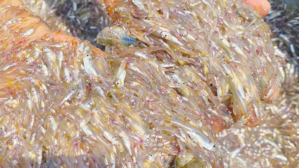 lao xao mua giu ca com song tren song tien, song hau hinh anh 1