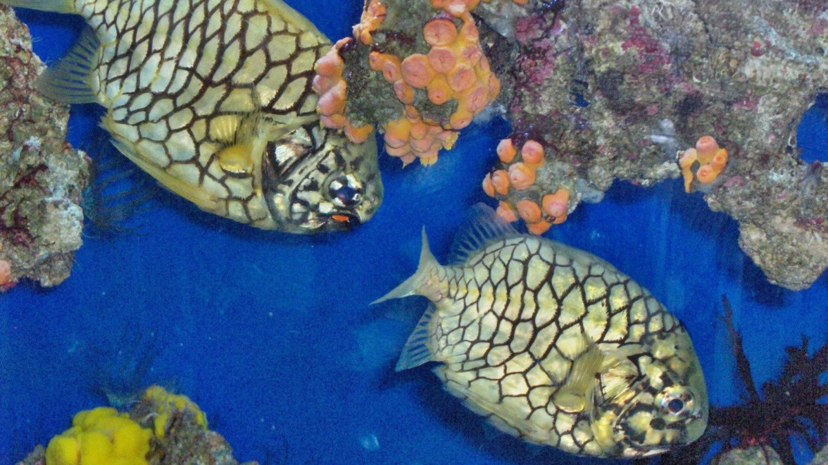 Loài cá lạ ở Việt Nam mang tên trái cây, được ví như 'thịt gà biển', giá 400.000 đồng/kg mà vẫn 'cháy hàng' Loài cá lạ ở Việt Nam mang tên trái cây, được ví như 'thịt gà biển', giá 400.000 đồng/kg mà vẫn 'cháy hàng'