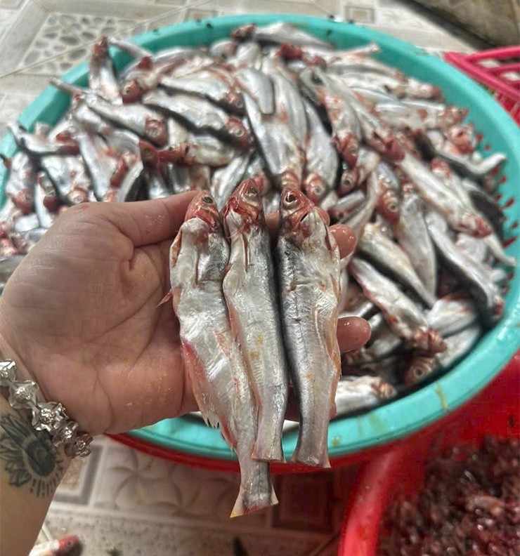 Chúng thường bơi thành đàn, hoạt động ở cả tầng mặt lẫn tầng đáy và đặc biệt ưa thích những sinh vật ươn, mùi hôi tanh.