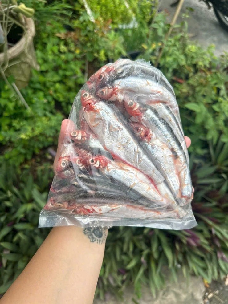 Về hình dáng, cá xác có thân dài, dẹp, phần đầu nhọn và hơi bè ra như hình nón. Toàn thân có màu đen ánh xanh lá cây, phần bụng nhạt màu hơn, trắng bạc ánh hồng.