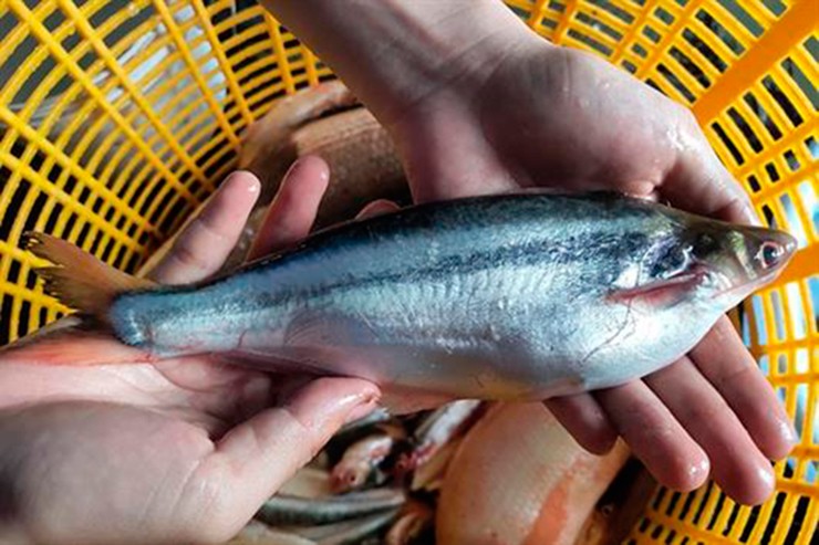 Thịt cá mềm, ngọt và thơm, đặc biệt là phần bụng nhiều mỡ, béo ngậy rất đặc trưng mà không phải loài cá nào cũng có được.