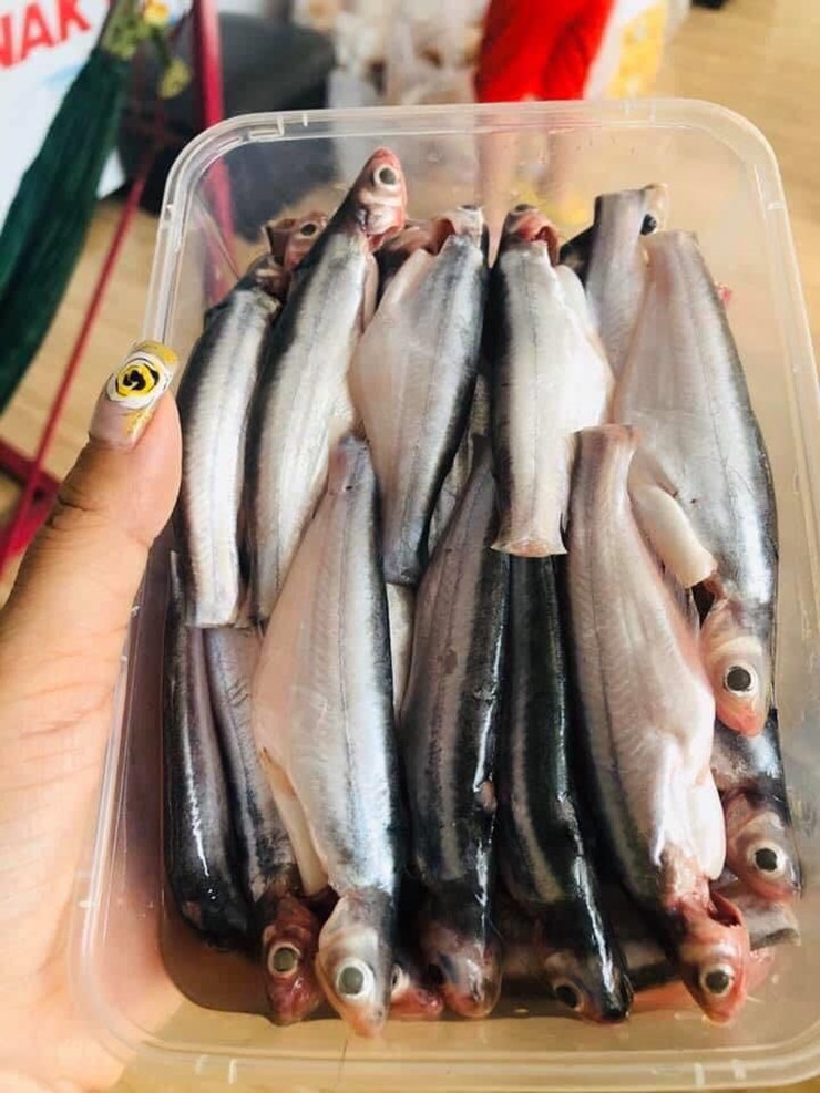 Khi mắc câu, chúng thường giãy rất mạnh, có thể bắn tung tóe và đâm vào tay người bắt gây đau buốt. Bởi vậy, với dân chài, bắt cá xác đòi hỏi phải nhanh tay và dạn dày kinh nghiệm.